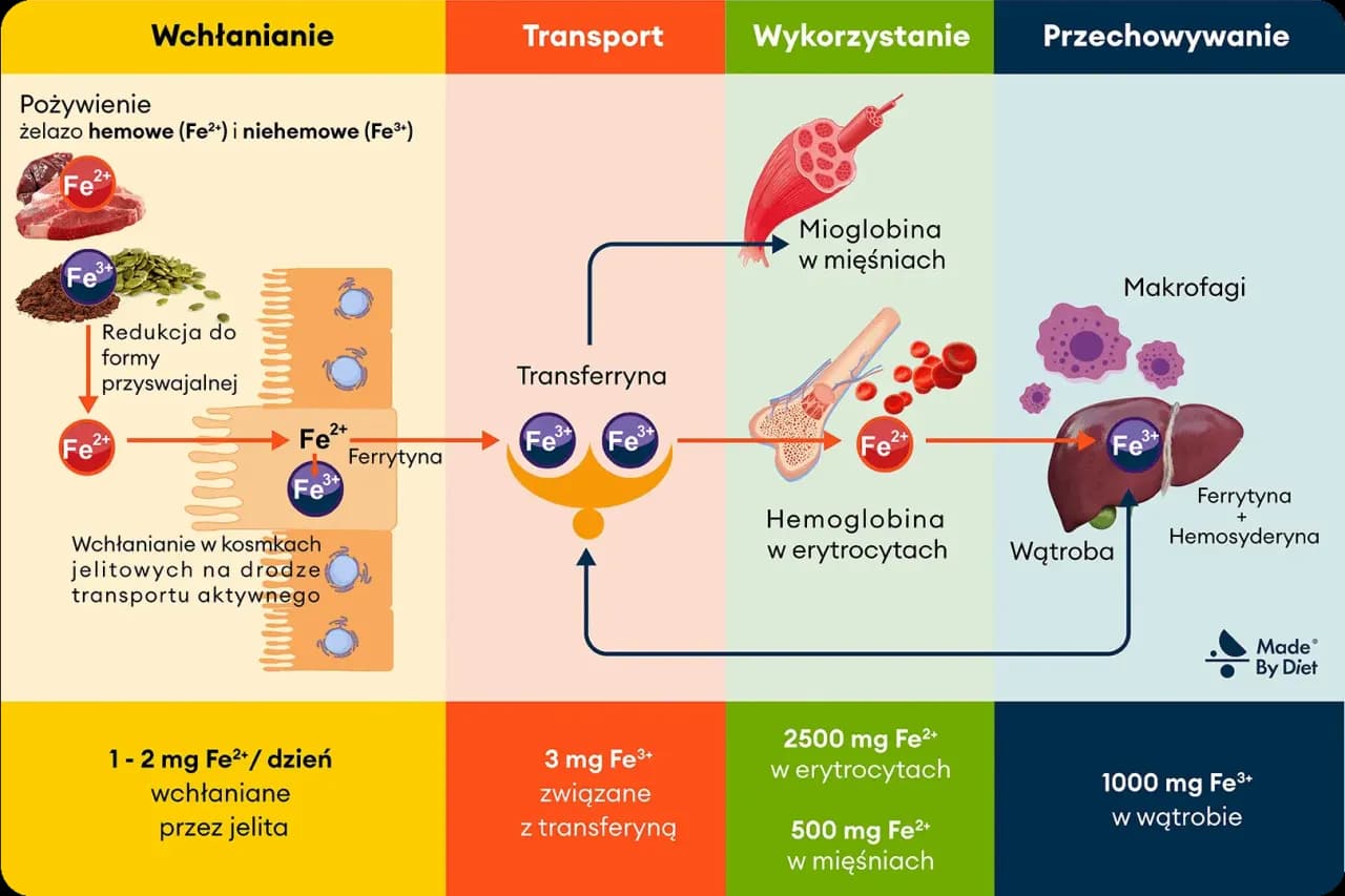 Białko i żelazo w diecie wegetariańskiej: Skuteczne strategie i produkty