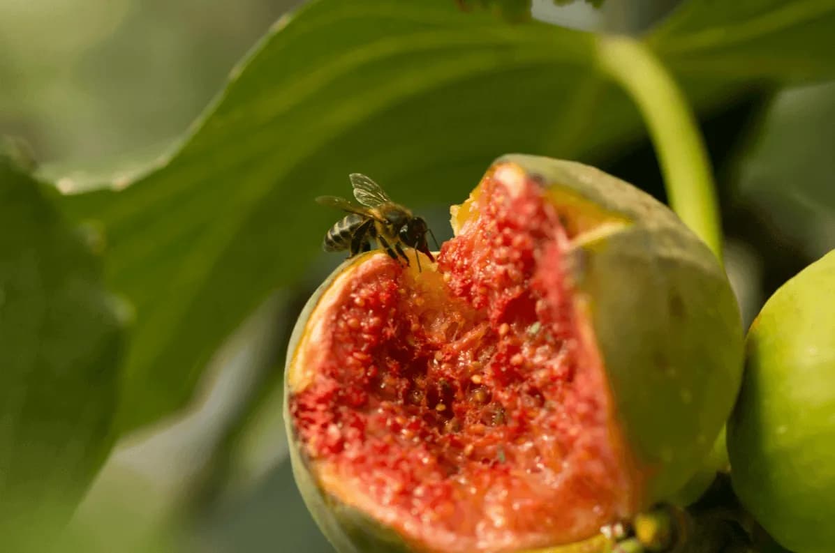 Czy figi są wegańskie? Rozwiej wątpliwości o osach i enzymach